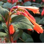 Fuchsia triphylla ‘Thalia’