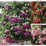 Fuchsia ‘Buds of May’ Collection