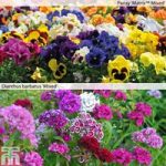 Pansy & Dianthus Garden Ready Duo