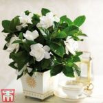 Gardenia ‘Deluxe’ (House Plant)