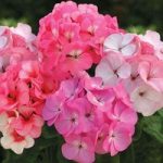 Geranium Pearly Pink 'Early Delivery' 70 Medium Plug Plants