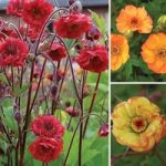 Geum Collection 12 Large Round Plants