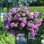 Geranium Lilac (Trailing) 24 Large Plants