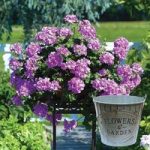 Geranium Lilac 3 12cm Decorative Pots