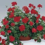 Geranium Red (Trailing) 12 x 12cm Pots
