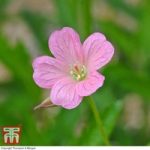 Geranium oxonianum ‘Wargrave Pink’