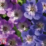 Geranium ‘Bloomtime’ & ‘Rozanne’ Collection