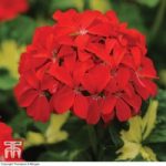 Geranium ‘Happy Thoughts Red’
