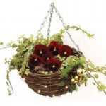 Gift Glowing Rattan Hanging Basket with Pansies with Ivy and LED Lights