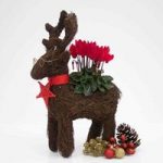 Gift Reindeer Star Planter + Cyclamen
