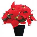 A Set of 3 Poinsettias with LED Lights as a Gift