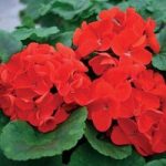 Geranium Fire Queen 680 small plugs (1st delivery Period)