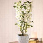 Orchid ‘Star Class White’