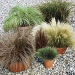 Coloured Grass Collection 3 x 9cm Pots