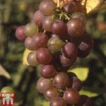 Grape ‘Fragola’
