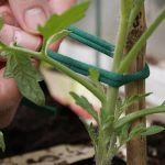 Biostretch – Soft Stretchy Plant Tie 20m