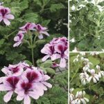 Scented Geraniums Collection 6 Jumbo Plants