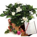 Gardenia Plant with Metal Planter Plus Diary