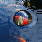 Floating Fish Viewing Sphere