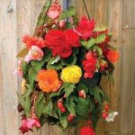 Begonia Sparkle Trailing Mix 4 Pre- Planted Hanging Baskets