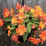 Begonia Apricot Sparkle Trailing 4 Pre- Planted Hanging Baskets