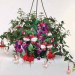 Fuchsia Trailing 4 Pre-Planted Hanging Baskets