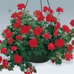 Geranium Red (Trailing) 1 Pre-Planted Hanging Basket