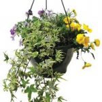 Mixed Floral 1 Pre-planted Hanging Basket
