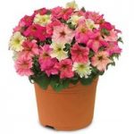 Hardy Petunia Autumn Leaves 2 Pre-Planted Containers