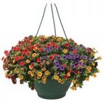 Petunia Trillion Bells Carnival Mix (Trailing) 2 Pre-Planted Hanging Baskets
