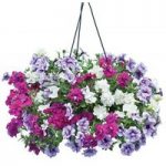 Petunia Tumbelina Scented Trailing Mix 4 Pre-Planted Hanging Baskets