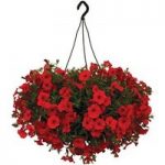 Petunia Surfinia Classic Trailing Red 4 Pre-Planted Hanging Baskets