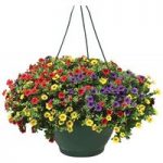 Petunia Trillion Bells Carnival Mix 4 Pre-Planted Hanging Baskets