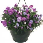Pansy Cascadia Trailing Mix 1 Pre-Planted Hanging Basket
