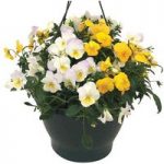 Pansy Cascadia Yellows Mix (Autumn) 1 Pre-Planted Hanging Basket
