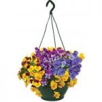 Pansy Cascadia XL Trailing (Autumn) 4 Hanging Baskets