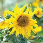 Sunflower ‘Sunspots’