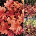 Autumn Shades Heuchera Collection 6 Jumbo Plants