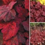 Red Hot Heuchera Collection 6 Jumbo Plants