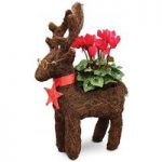 Home Reindeer Star Planter with Cyclamen