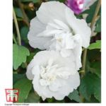 Hibiscus syriacus ‘White Pillar’