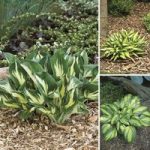 Hosta Variegated Collection 6 Loose roots
