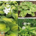 Hosta ‘Scented’ Collection