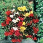 Begonia Pendula Mix (Trailing) 1 Pre-Planted Hanging Basket