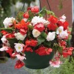 Begonia Odorata Mix 4 Pre- Planted Hanging Baskets