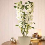 Scented Dendrobium Orchid Houseplant