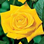 Hybrid Tea Rose Sunsilk 1 Plant 3 Litre