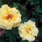 Hybrid Tea Rose Message 1 Plant 3 Litre