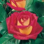 Hybrid Tea Rose Piccadilly 1 Plant 3 Litre