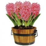 Hyacinth Pink Pearl in Barrel Planter 5 Bulbs